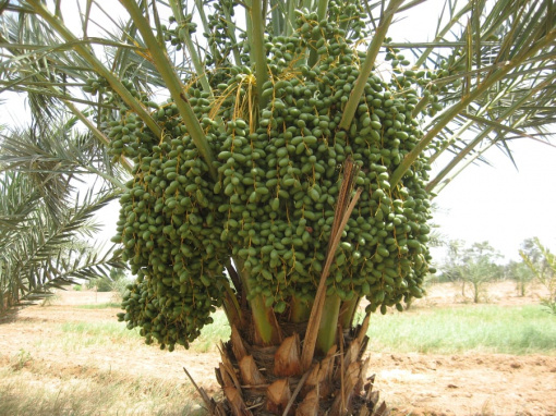 date-palm-baif