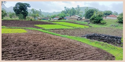 Revival of traditional crops