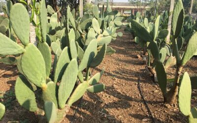 Spineless Cactus – An Amazing Species for Arid and Semi-Arid Regions of India