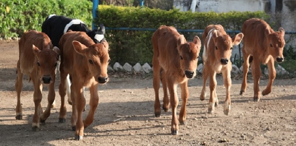 Methane Emission Mitigation Strategies in Livestock