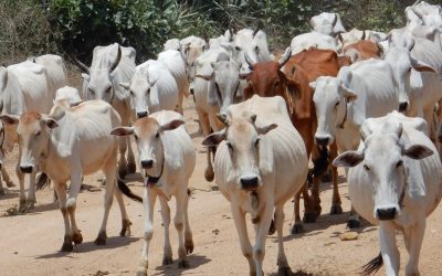 Traditional practices for newly registered Kathani cattle breed