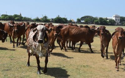 Gir Cow – The Heart of Gujarat:  Conservation Efforts of BAIF