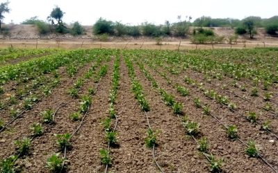 Drip Irrigation: Key to Agricultural Prosperity