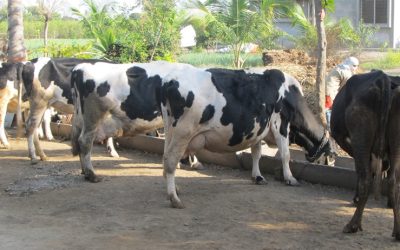 Prevention of Inbreeding: The Key to Sustainable Dairy Animal Breeding