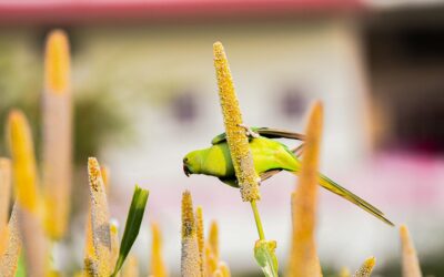 Millets: Traditional Solution for Climate Change