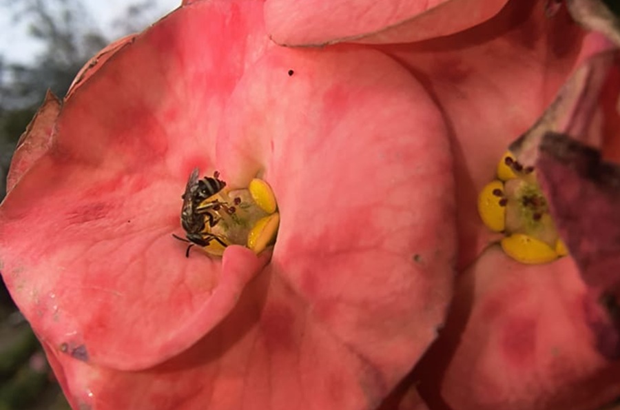 Lantana Bio-Pellets