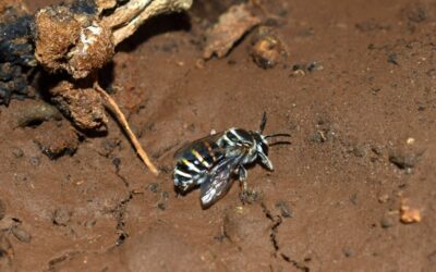 Ground-Nesting Bees: The Hidden Pollinators beneath our Feet