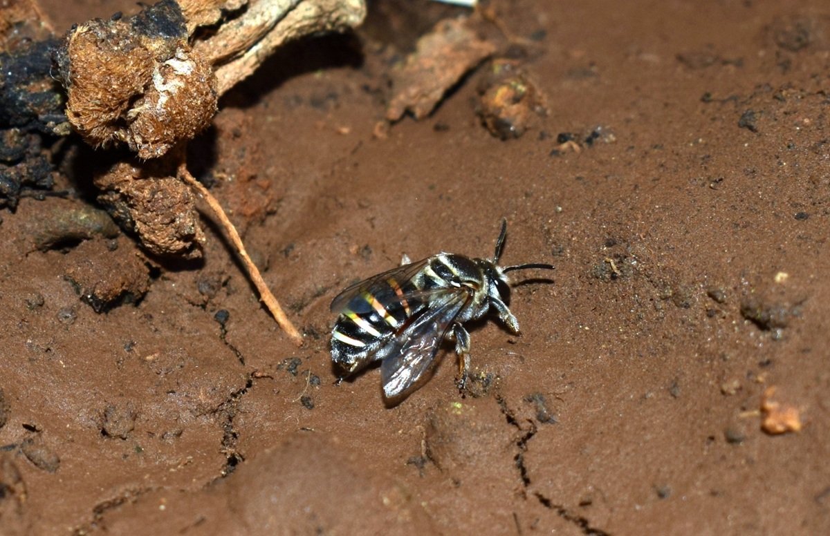 Ground-Nesting Bees