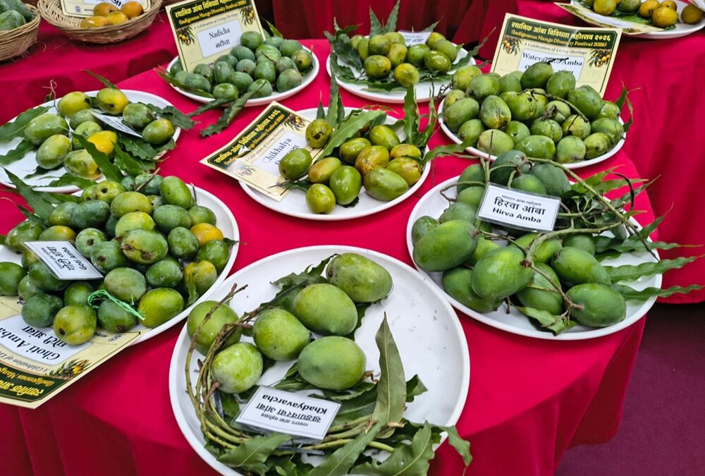 Mango – Unity in Diversity