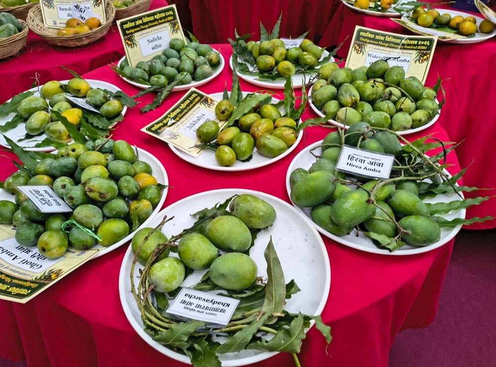 Mango - Unity in Diversity