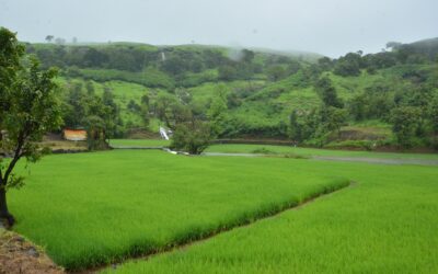 How Science, Communities, and Indigenous Knowledge are Rebuilding Landscapes across the Western Ghats