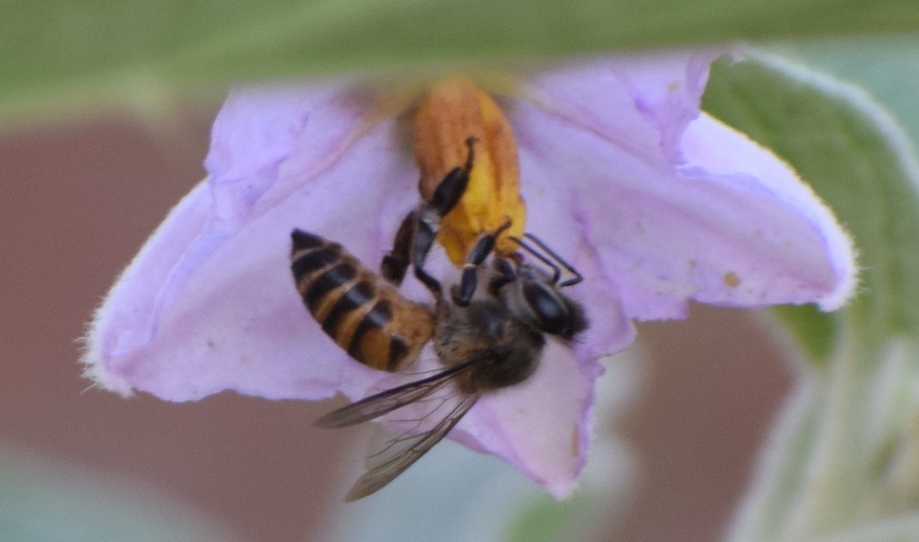 Ground-Nesting Bees