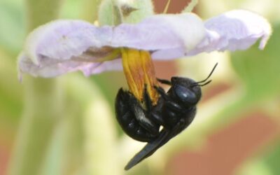 Managed Pollination: Sustainable Approach for improved yield and  fruit quality of Brinjal