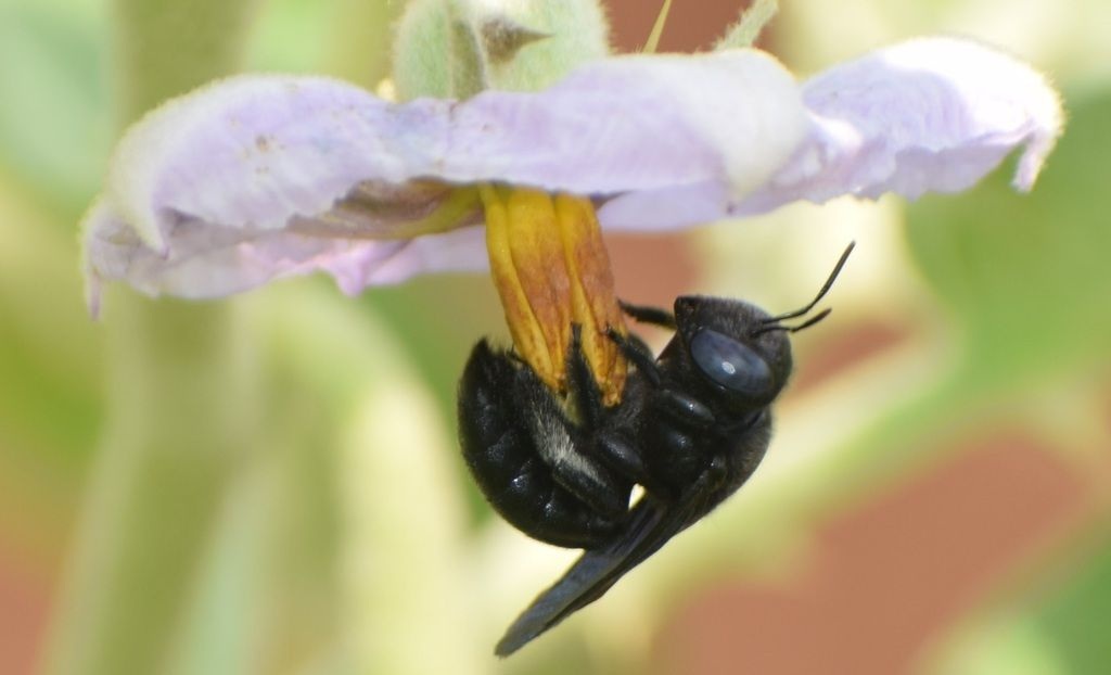 Managed Pollination: Sustainable Approach for improved yield and  fruit quality of Brinjal