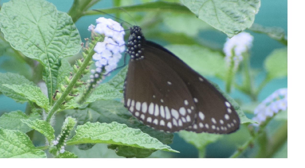 Lantana Bio-Pellets