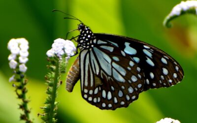 When Plants Become Part of Butterfly Courtship