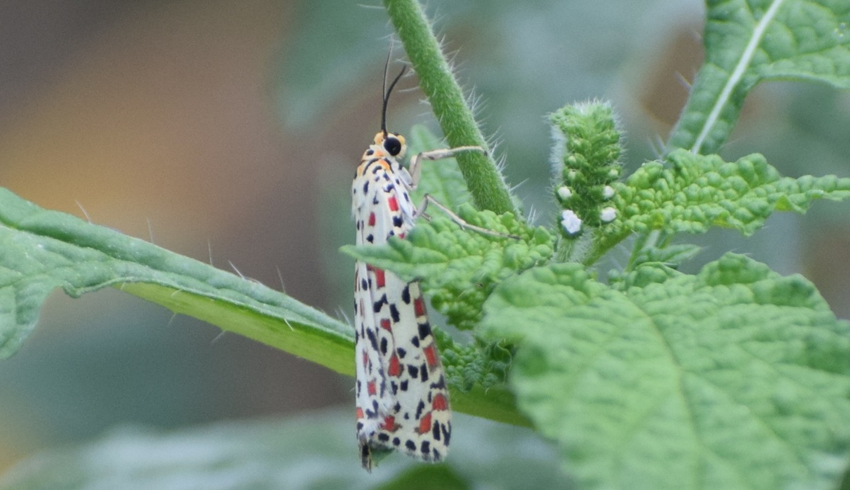 Lantana Bio-Pellets