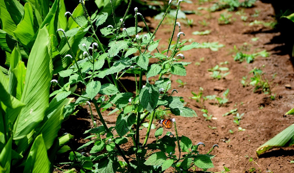 Lantana Bio-Pellets