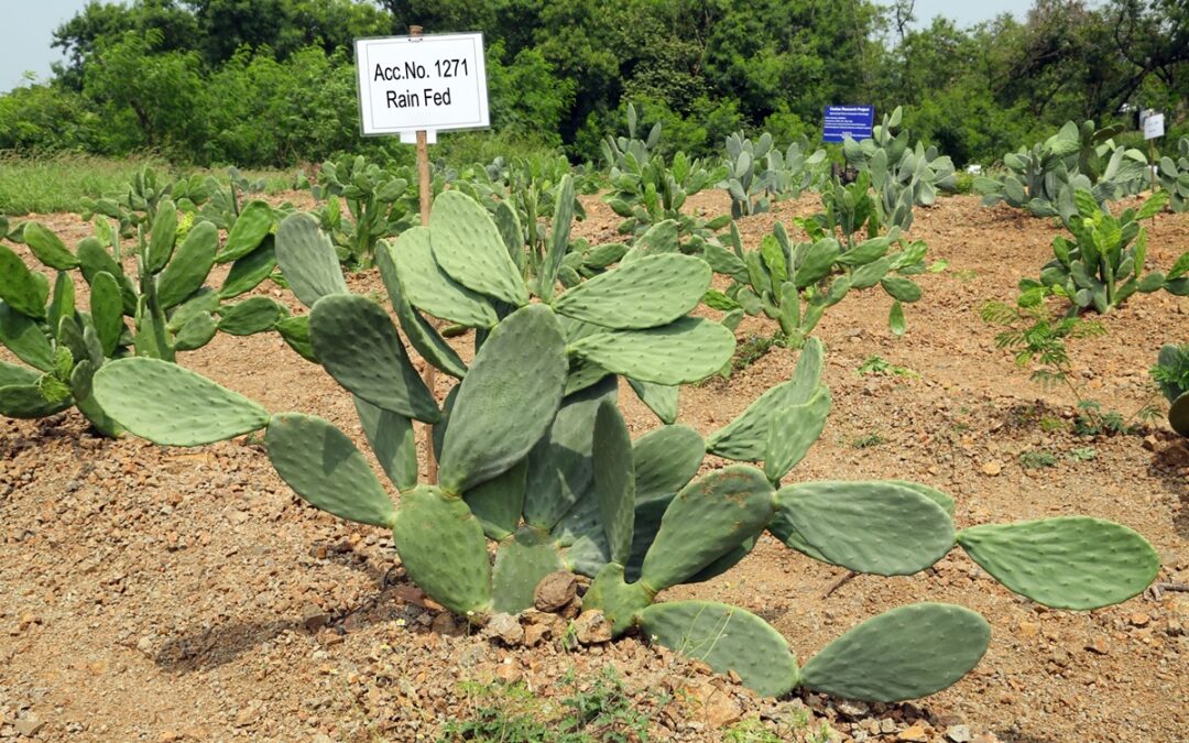 Article on BAIF’s Spineless Cactus Demonstration at BRIC