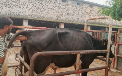 Training in Artificial Insemination Technique: Opportunity for Rural Employment